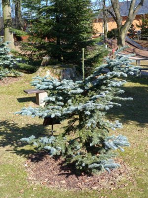 Abies procera 'Argentea' - jedle vznešená - celek